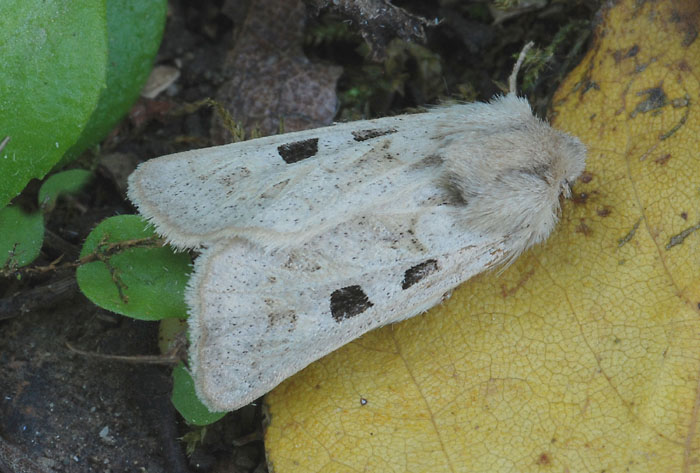 Noctuidae  poco comune